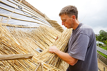 An old barn being re-thatched in the Dorset village of Symondsbury, Dorset, England, United Kingdom, Europe