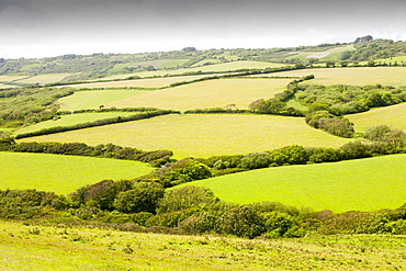 Old field boundaries and traditional countryside on the Dorset coast near Charmouth, Dorset, England, United Kingdom, Europe