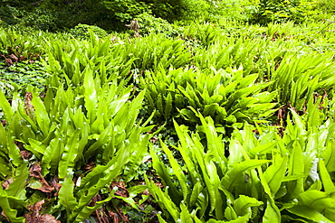 Harts Tongue Fern (Asplenium scolopendrium) in a wooded section of the undercliff, between Seaton and Lyme Regis, Dorset, England, United Kingdom, Europe