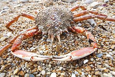 A spider crab on the beach at Charmouth, Dorset, England, United Kingdom, Europe