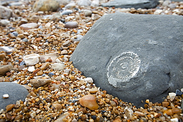 Ammonite fossils on the world famous Charmouth fossil beach, Jurassic Coast, UNESCO World Heritage Site, Dorset, England, United Kingdom, Europe