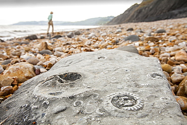 Ammonite fossils on the world famous Charmouth fossil beach, Jurassic Coast, UNESCO World Heritage Site, Dorset, England, United Kingdom, Europe