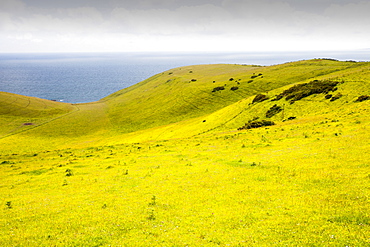 Unimproved chalk grassland, a rare habitat on the Dorset coast, near Lulworth, Jurassic Coast, UNESCO World Heritage Site, Dorset, England, United Kingdom, Europe