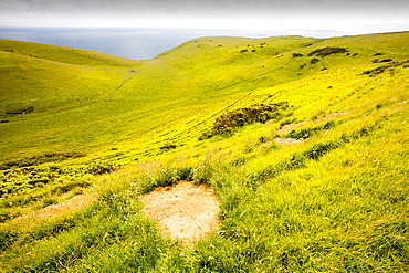 A Badger sett on unimproved chalk grassland, a rare habitat on the Dorset coast near Lulworth, Dorset, England, United Kingdom, Europe