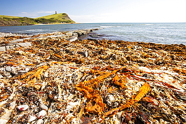 Seaweed washed up on the beach after a storm at Kimmeridge Bay, Jurassic Coast, UNESCO World Heritage Site, Dorset, England, United Kingdom, Europe