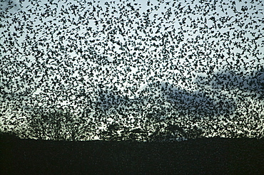 Starlings flying to roost near Kendal, Cumbria, England, United Kingdom, Europe