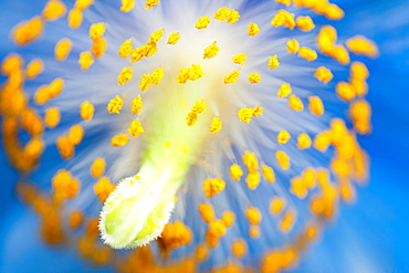 Mecanopsis (Himalayan Poppy), United Kingdom, Europe