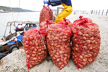 A fisherman landing whelks destined for the Asian market on the Cobb at Lyme Regis, Dorset, England, United Kingdom, Europe