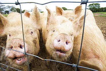 Organic Middle white pigs at Washingpool farm in Bridport, Dorset, England, United Kingdom, Europe