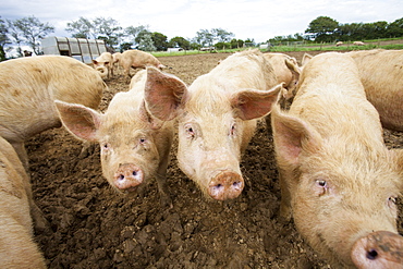 Organic Middle white pigs at Washingpool farm in Bridport, Dorset, England, United Kingdom, Europe