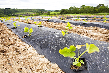 Courgettes growing at Washingpool farm in Bridport, Dorset, England, United Kingdom, Europe