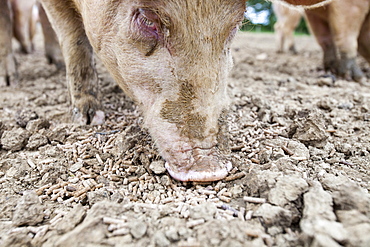 Organic Middle white pigs at Washingpool farm in Bridport, Dorset, England, United Kingdom, Europe