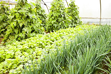 Vegetables growing in polytunnels at Washingpool farm in Bridport, Dorset, England, United Kingdom, Europe