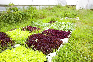 Vegetables growing in polytunnels at Washingpool farm in Bridport, Dorset, England, United Kingdom, Europe