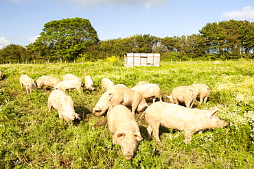 Organic Middle white pigs at Washingpool farm in Bridport, Dorset, England, United Kingdom, Europe