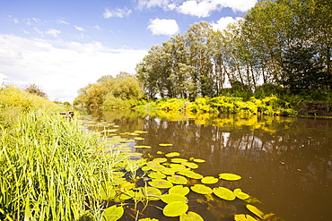 Water lilies on the River Avon at Pershore in Worcestershire, England, United Kingdom, Europe