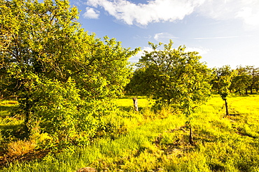 An old orchard near Pershore, Worcestershire, England, United Kingdom, Europe