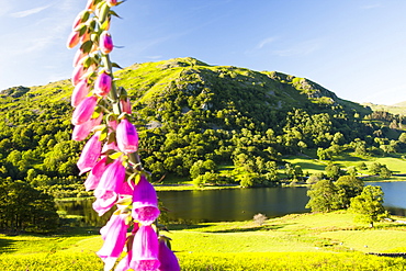 Rydal Water with foxgloves in the foreground, Lake District, Cumbria, England, United Kingdom, Europe