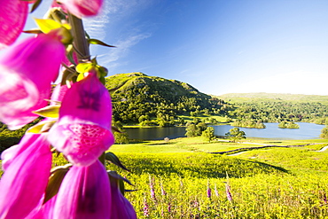 Rydal Water with foxgloves in the foreground, Lake District, Cumbria, England, United Kingdom, Europe