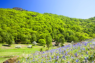 Bluebells and woodland in Troutdale, off the Borrowdale Valley near Keswick in the Lake District, Cumbria, England, United Kingdom, Europe