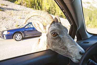 Female big horn sheep (Ovis canadensis) licking salts off a car in Jasper National Park, Rocky Mountains, Alberta, Canada, North America