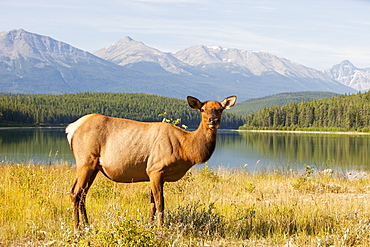 A female elk (Cervus canadensis) grazing near Jasper in the Jasper National Park, UNESCO World Heritage Site, Alberta, Rocky Mountains, Canada, North America