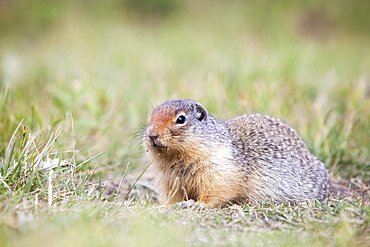 A Columbian ground squirrel (Urocitellus columbianus) outside its burrow in Canmore, Alberta, Rocky Mountains, Canada, North America