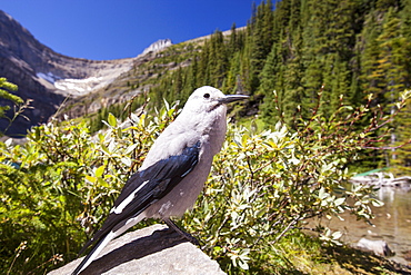 A Clarks nutcracker (Nucifraga columbiana), Rocky Mountains, Canada, North America