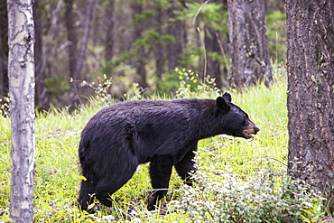 A black bear (Ursus americanus) in Banff National Park, UNESCO World Heritage Site, Alberta, Canada, North America