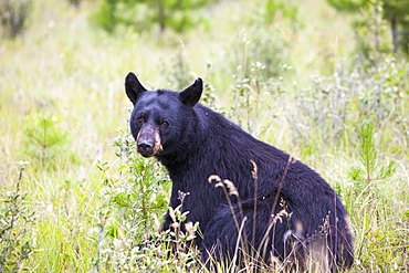 A black bear (Ursus americanus) in Banff National Park, UNESCO World Heritage Site, Alberta, Canada, North America