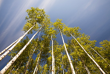 Forest in Athabasca, Jasper National Park, UNESCO World Heritage Site, Alberta, Canada, North America