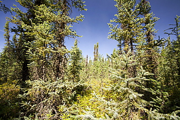 Boreal forest near Fort McMurray in Northern Alberta, Canada, North America