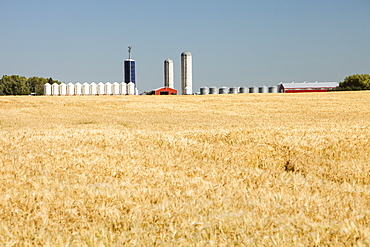 A field of wheat with grain silos in the background, Alberta, Canada, North America