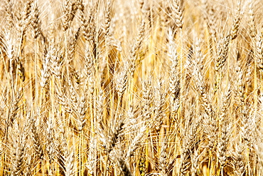 A field of wheat, Alberta, Canada, North America