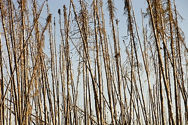 Boreal Forest burnt near Fort McMurray, Alberta, Canada, North America