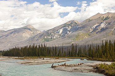 Boreal Forest burnt by the Mount Shanks wild fire in Kootenay National Park, UNESCO World Heritage Site, Alberta, Canadian Rockies, Canada, North America