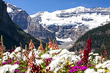 Flowers in hotel grounds on the shores of Lake Louise, looking up towards the Victoria Glacier, Banff National Park, UNESCO World Heritage Site, Alberta, Rocky Mountains, Canada, North America