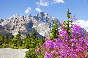 Scenery above Peyto Lake, Banff National Park, UNESCO World Heritage Site, Alberta, Canadian Rockies, Canada, North America