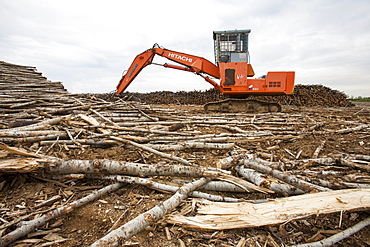 Boreal forest trees clear felled to make way for a new tar sands mine north of Fort McMurray, Alberta, Canada, North America