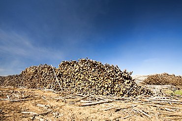 Boreal forest trees clear felled to make way for a new tar sands mine north of Fort McMurray, Alberta, Canada, North America