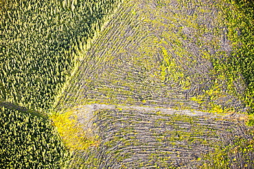 Boreal forest trees clear felled to make way for a new tar sands mine north of Fort McMurray, Alberta, Canada, North America