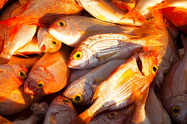 Meditteranean fish, sustainably caught by a traditional Greek fishing boat in the harbour at Myrina on Lemnos, Greek Islands, Greece, Europe