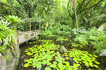 Tropical rainforest plants on Fiji, Pacific