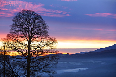 A bare tree on the slopes of Wansfell with valley mist forming at sunset near Ambleside, Lake District National Park, Cumbria, England, United Kingdom, Europe