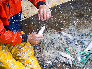 Herring landed at Padstow, Cornwall, England, United Kingdom, Europe