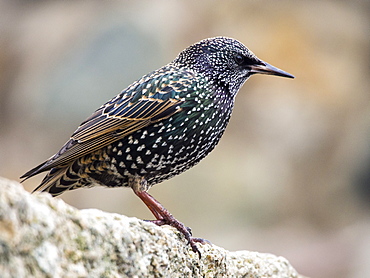 A common Starling, (Sturnus vulgaris) in St. Ives, Cornwall, England, United Kingdom, Europe