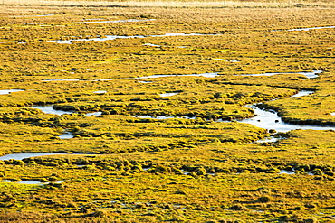 The salt marsh (Merse) at Caelaverock on the Scottish side of the Solway Firth, Scotland, United Kingdom, Europe