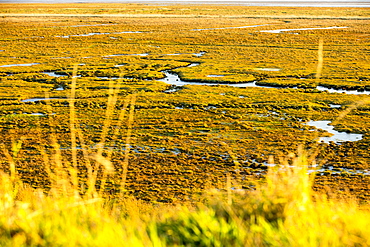 The salt marsh (Merse) at Caelaverock on the Scottish side of the Solway Firth, Scotland, United Kingdom, Europe