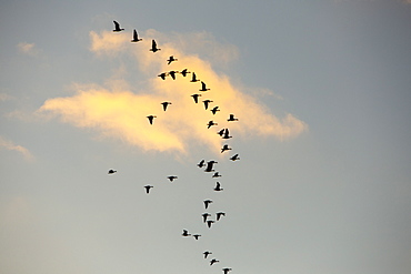 A skein of Barnacle Geese (Branta leucopsis) over Caelaverock on the Solway Firth in Scotland, United Kingdom, Europe