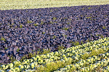 Green and red cabbage being grown on the Lancashire Fylde coast near Southport, Lancashire, England, United Kingdom, Europe